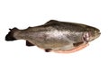 Fresh gutted trout on a white background.