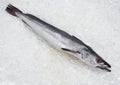 FRESH HAKE pollachius sp ON ICE Royalty Free Stock Photo