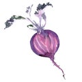 Fresh half beetroot with leaves, beet, food, vegetable, isolated, watercolor illustration on white Royalty Free Stock Photo