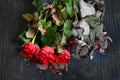 Fresh and half-dead roses on a black wooden background. Bouquet of fresh and dried flowers