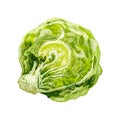 Fresh half head iceberg lettuce. Vector vintage hatching color illustration. Royalty Free Stock Photo