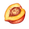 Fresh half red peach with pit watercolor illustration isolated on white. Hand drawn slice, piece orange fruit nectarine