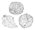 Fresh half and whole head cabbage and leaf lettuce. Vintage hatching color illustration