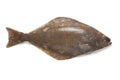 Fresh halibut fish Royalty Free Stock Photo