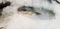 Fresh Hamachi, Buri or Japanese yellow tail fish freezing on ice for sale at seafood market Royalty Free Stock Photo