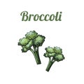 Fresh hand-drawn brocoli. Drawing healthy food. Marker illustrations.