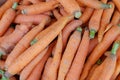 Fresh hand picked organic carrots