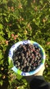 Fresh hand picked wild raspberries