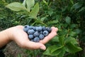 Fresh Blueberries