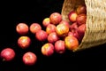 Fresh harvest of apples in basket