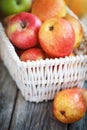 Fresh harvest of apples. Happy Thanksgiving Day. Harvest festival. Autumn background. Royalty Free Stock Photo