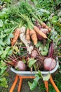 Fresh harvest of carrots and beets in wheelbarrow on farm Royalty Free Stock Photo
