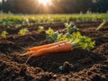 Fresh harvest of carrots on the ground in a vegetable garden, on a farm. Permaculture. Organic vegetables. Healthy Royalty Free Stock Photo