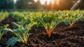 Fresh harvest of carrots on the ground in a vegetable garden, on a farm. Permaculture. Organic vegetables. Healthy Royalty Free Stock Photo