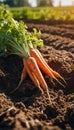 Fresh harvest of carrots on the ground in a vegetable garden, on a farm. Permaculture. Organic vegetables. Healthy