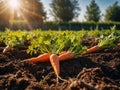 Fresh harvest of carrots on the ground in a vegetable garden, on a farm. Permaculture. Organic vegetables. Healthy Royalty Free Stock Photo