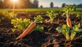 Fresh harvest of carrots on the ground in a vegetable garden, on a farm. Permaculture. Organic vegetables. Healthy Royalty Free Stock Photo