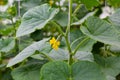 Fresh harvest of cucumbers with blossom. Farm greenhouses with fresh organic cucumbers Royalty Free Stock Photo