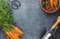 Fresh Harvest Delights. Flat lay composition of carrots, tomatoes, cucumbers, eggplants Royalty Free Stock Photo