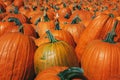 Fresh harvest farm yellow orange pumpkins Royalty Free Stock Photo