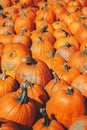 Fresh harvest farm yellow orange pumpkins