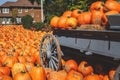 Fresh harvest farm yellow orange pumpkins Royalty Free Stock Photo