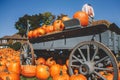 Fresh harvest farm yellow orange pumpkins Royalty Free Stock Photo