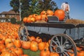 Fresh harvest farm yellow orange pumpkins Royalty Free Stock Photo