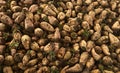 Fresh harvest of fodder beet Royalty Free Stock Photo