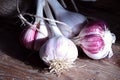 Fresh harvest garlic wicker basket and a coil of rope