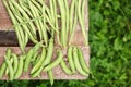 Fresh harvest of green beans and green peas Royalty Free Stock Photo