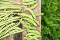 Fresh harvest of green beans and green peas Royalty Free Stock Photo