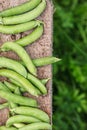 Fresh harvest of green peas Royalty Free Stock Photo