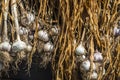 Fresh harvest of natural garlic is drying