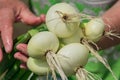 Fresh harvest of onion in females hands. Elderly wooman holding new crop of vegetables