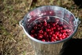 Fresh harvest of organic ripe mature sour cherries in a metal bucket in orchard. Harvesting cherry berries. Close-up Royalty Free Stock Photo