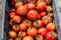 Fresh harvest of organic tomatoes in a box. New crop of tasty vegetables j Royalty Free Stock Photo