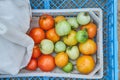 Fresh harvest of organic tomatoes in a box. New crop of tasty vegetables just picked in a plastic container Royalty Free Stock Photo