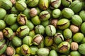 Fresh harvest of walnuts in a green shell