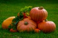 Fresh harvest pumpkin in garden