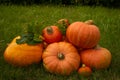 Fresh harvest pumpkin in garden