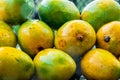 Fresh Harvest Seasonal Organic Alphonso, King Of Mango, Placed In Rain. Sweet Delicious Mango In Monsoon Season