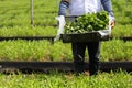 Fresh harvest vegetable from organic farm ready for delivery