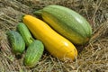 Fresh harvest of zucchini and cucumbers