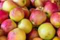 fresh harvested apples in spring