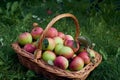 Fresh harvested autumn apples in a basket close angle shot