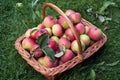 Fresh harvested autumn apples in a basket