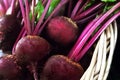 Fresh harvested beetroots in basket, pile of homegrown organic beets with leaves