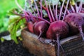 Fresh harvested beetroots in wooden crate, pile of homegrown organic beets with leaves