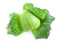 Fresh harvested cabbage with the outer most leaves